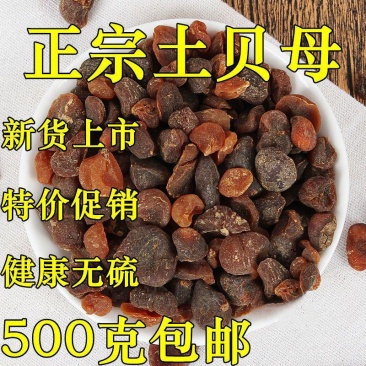 土贝母正品中药材土贝母、土贝、地苦胆、草贝