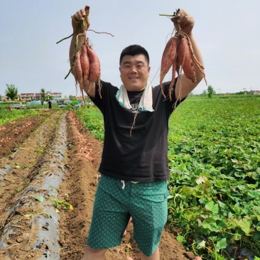 【批发】山东烟台原产地烟薯25蜜薯红薯香甜流油原产地直发