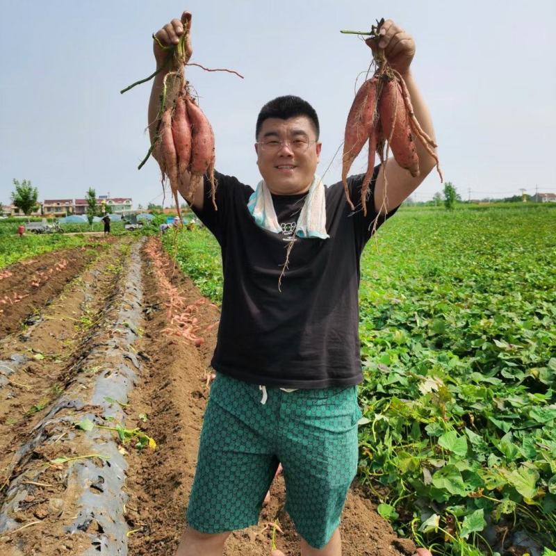 【批发】山东烟台原产地烟薯25蜜薯红薯香甜流油原产地直发