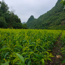 产地直销；黔绿丰果苗。质量保证诚信经营