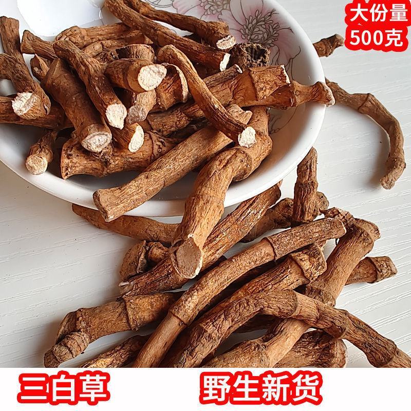广西三白草野生新货天性草根百节藕白花莲塘边藕当季中药材