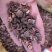 中药材晒干野生余甘子干果可泡茶土橄榄无硫新货油甘子牛甘果