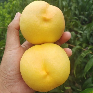 黄金油油桃黄皮黄肉油桃大量上市了货源充足