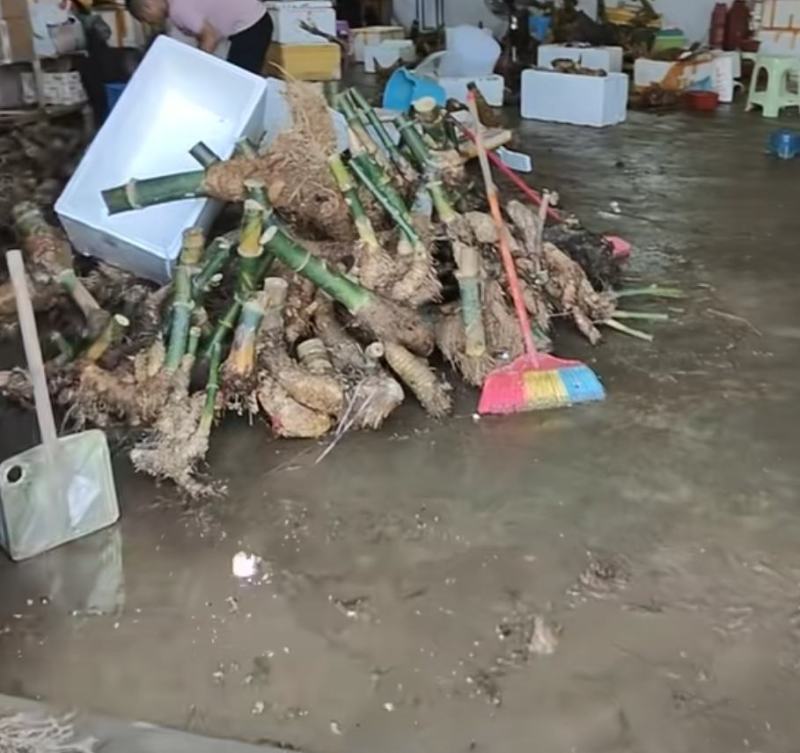 刺竹，小叶勒竹
