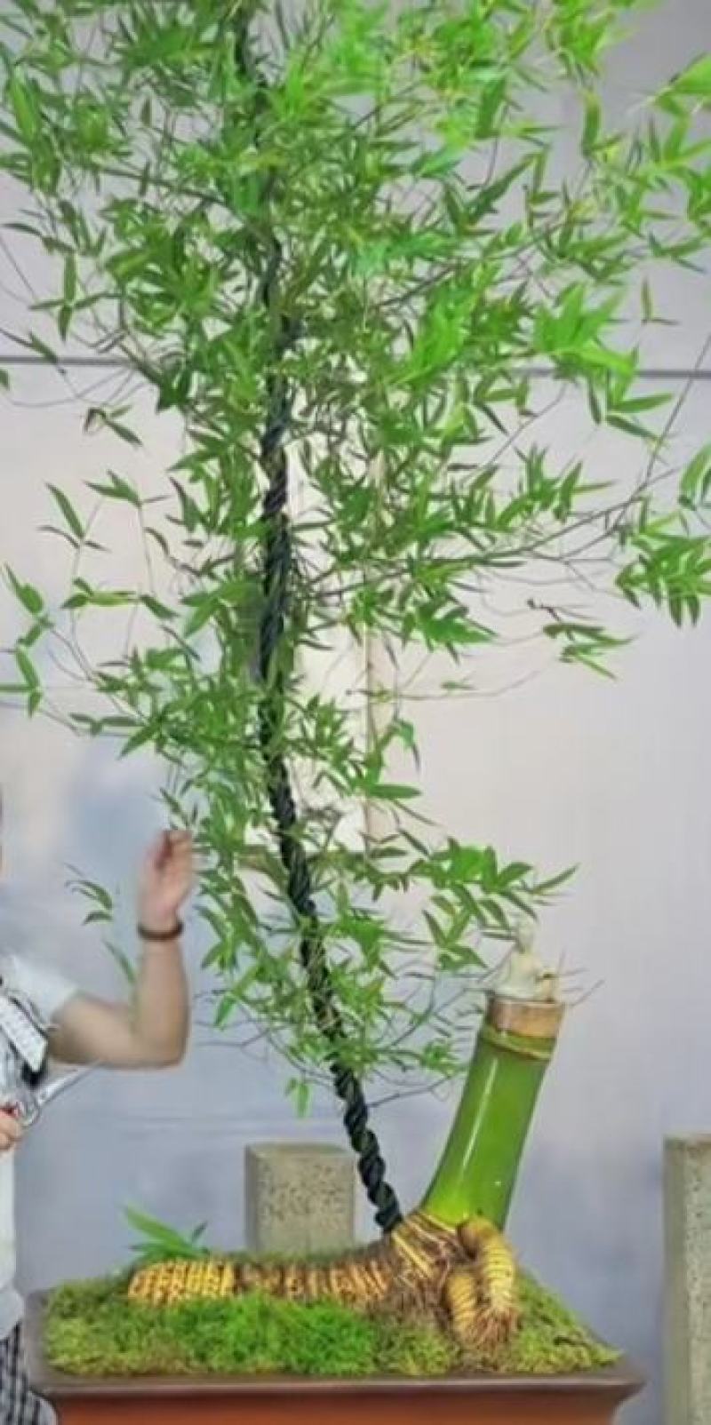 刺竹，小叶勒竹