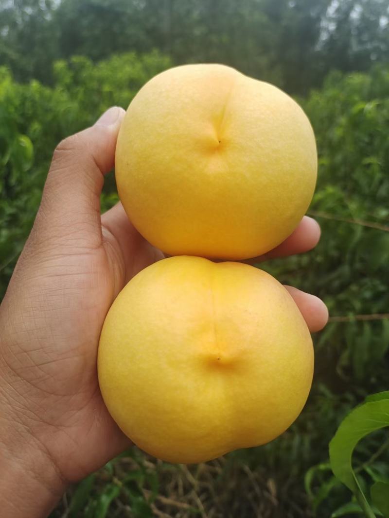黄金油油桃黄皮黄肉油桃大量上市了货源充足