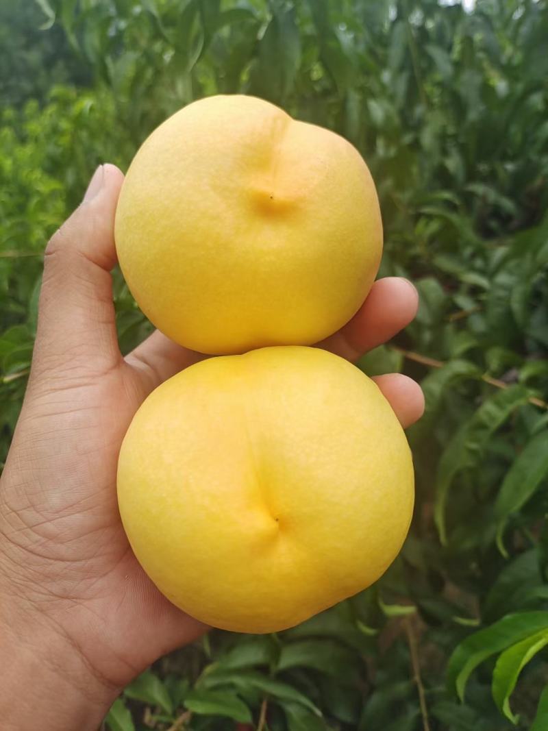 黄金油油桃黄皮黄肉油桃大量上市了货源充足