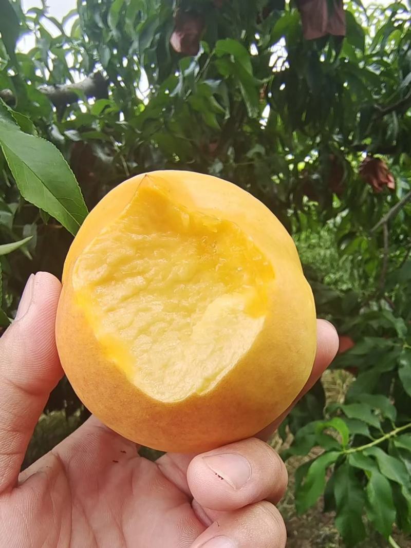 黄金油油桃黄皮黄肉油桃大量上市了货源充足