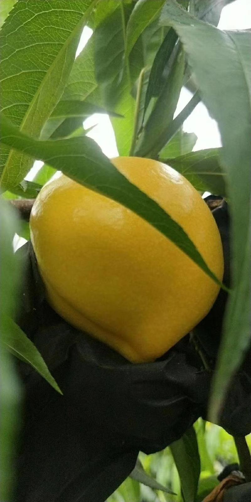 黄金油油桃黄皮黄肉油桃大量上市了货源充足