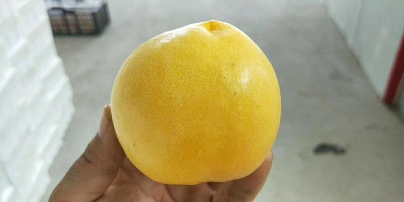 黄金油油桃黄皮黄肉油桃大量上市了货源充足
