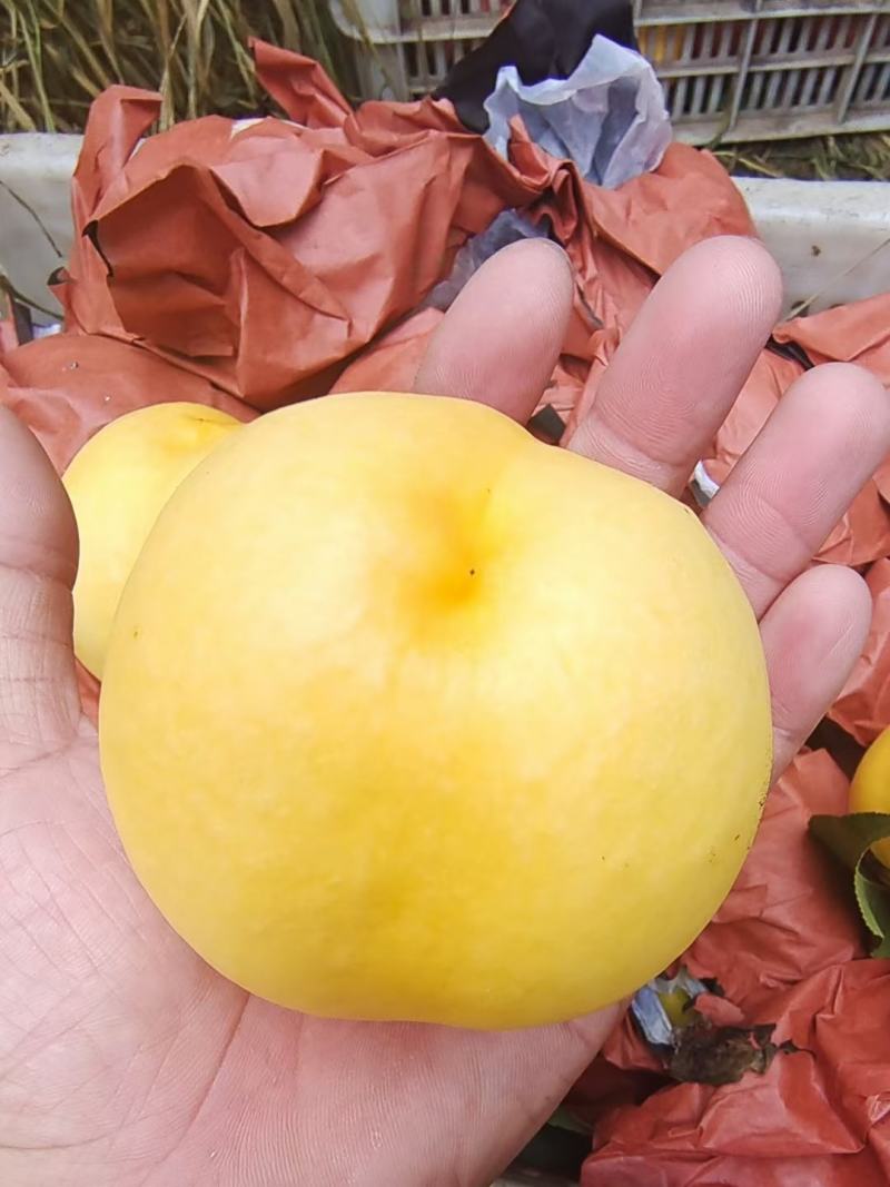 黄金油油桃黄皮黄肉油桃大量上市了货源充足