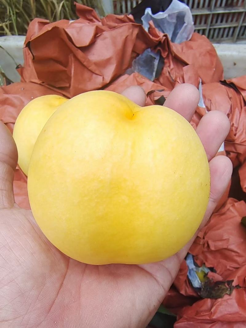 黄金油油桃黄皮黄肉油桃大量上市了货源充足