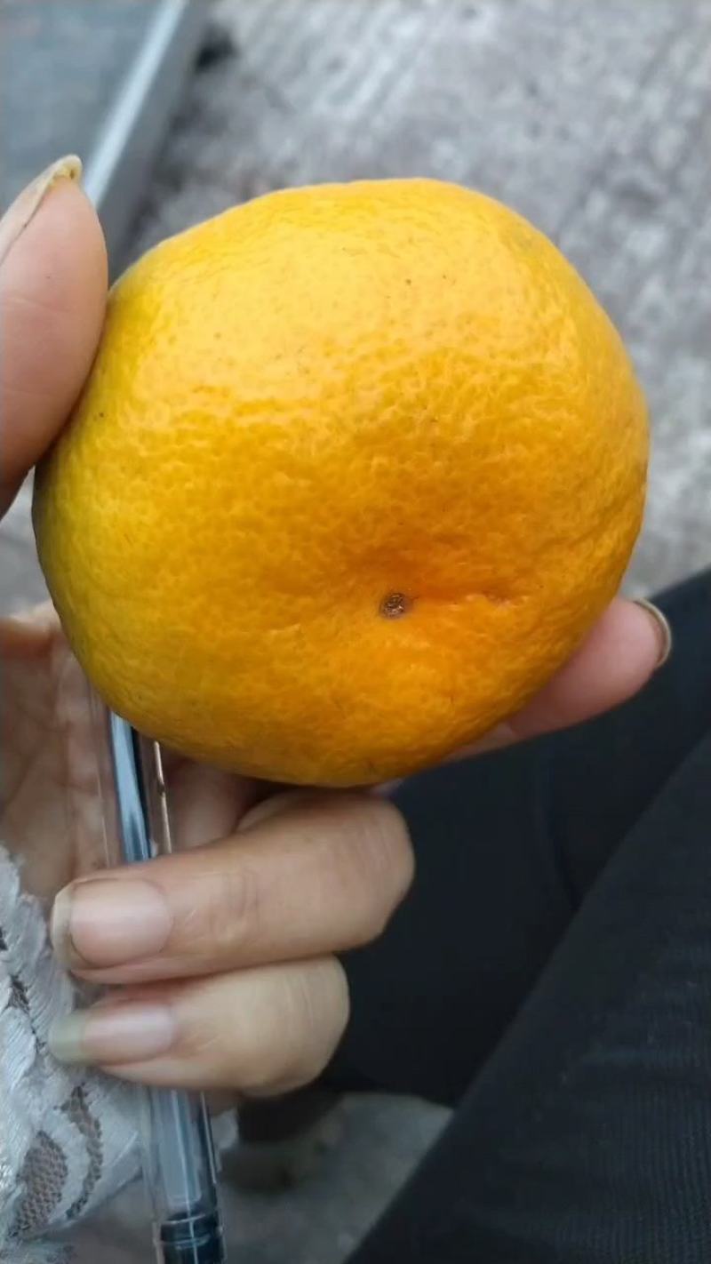四川蜜橘规格齐全，品质保障，量大从优！欢迎咨询