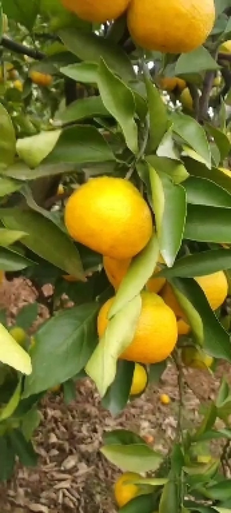 四川蜜橘规格齐全，品质保障，量大从优！欢迎咨询
