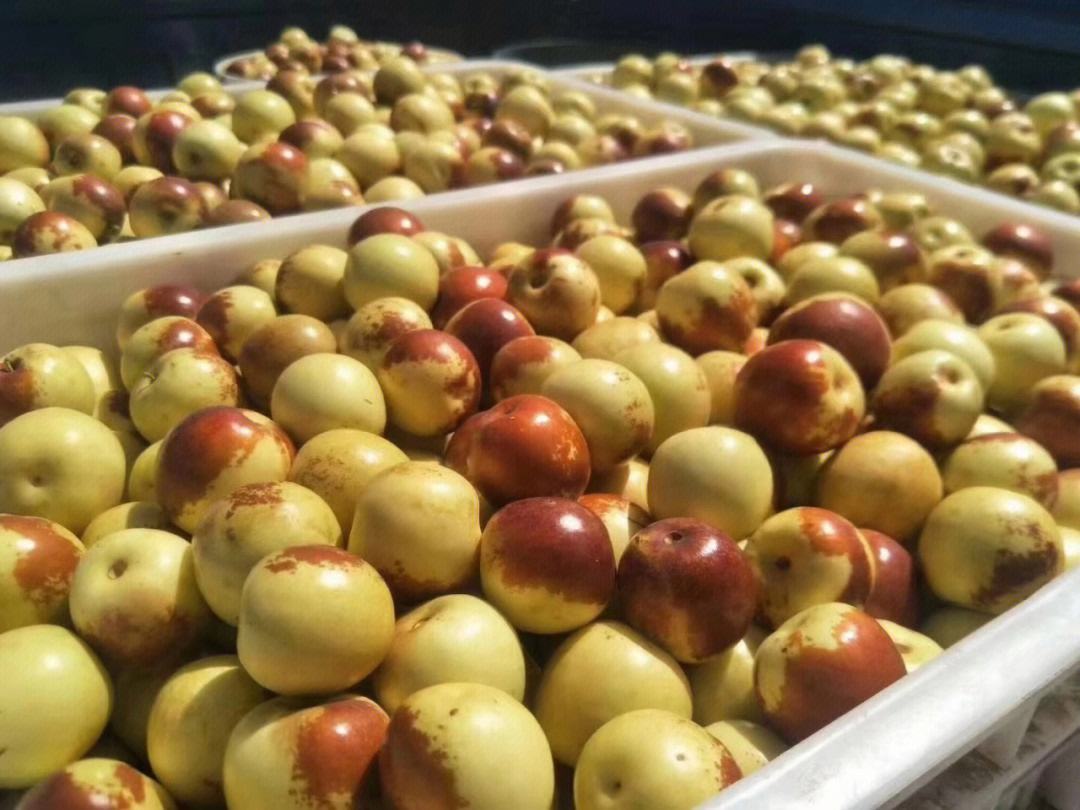 冬枣变软过程图