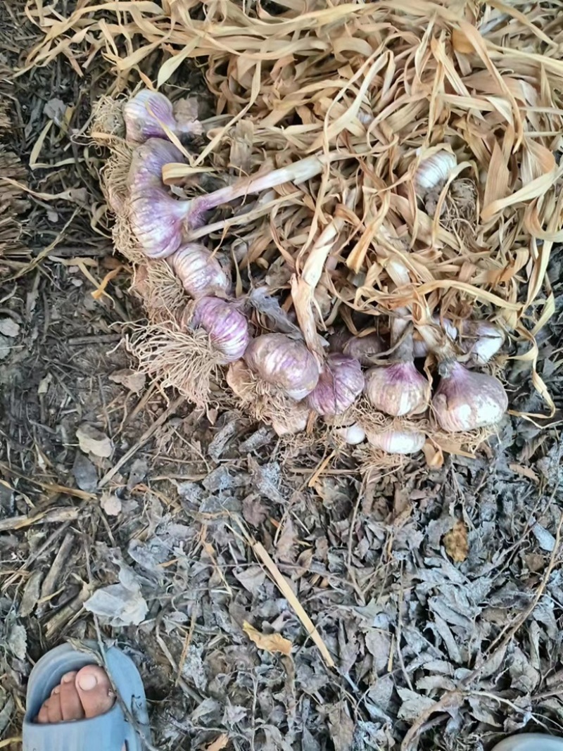 山东聊城莘县蒜种，紫皮蒜，货多量大，各种规格