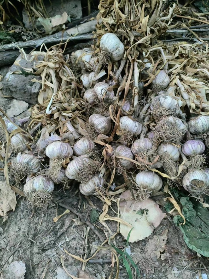 山东聊城莘县蒜种，紫皮蒜，货多量大，各种规格