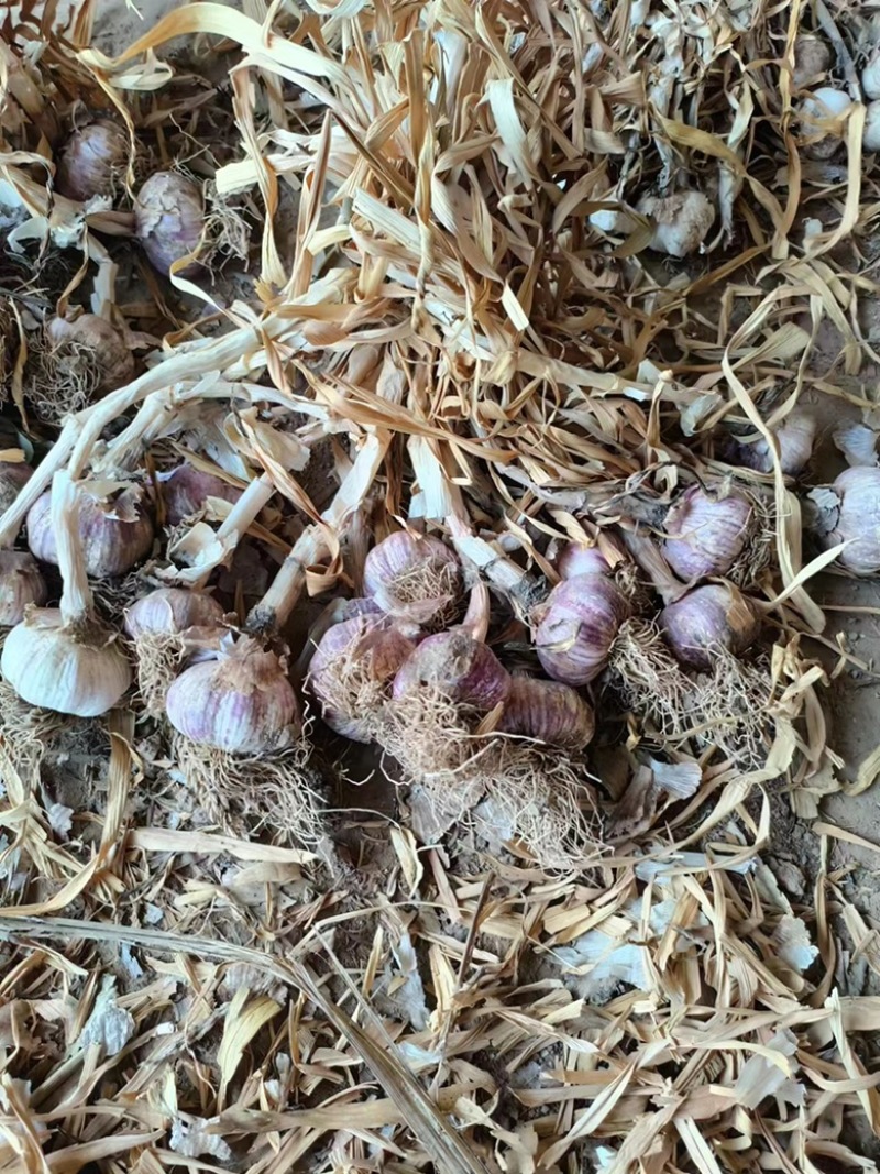 山东聊城莘县蒜种，紫皮蒜，货多量大，各种规格