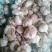 山东聊城莘县蒜种，紫皮蒜，货多量大，各种规格