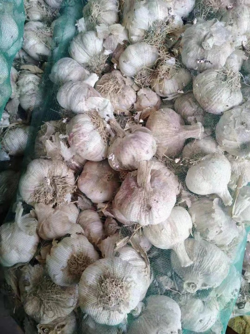 山东聊城莘县蒜种，紫皮蒜，货多量大，各种规格