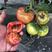 草莓西红柿柿子种苗吉野一号口感西红柿采摘园