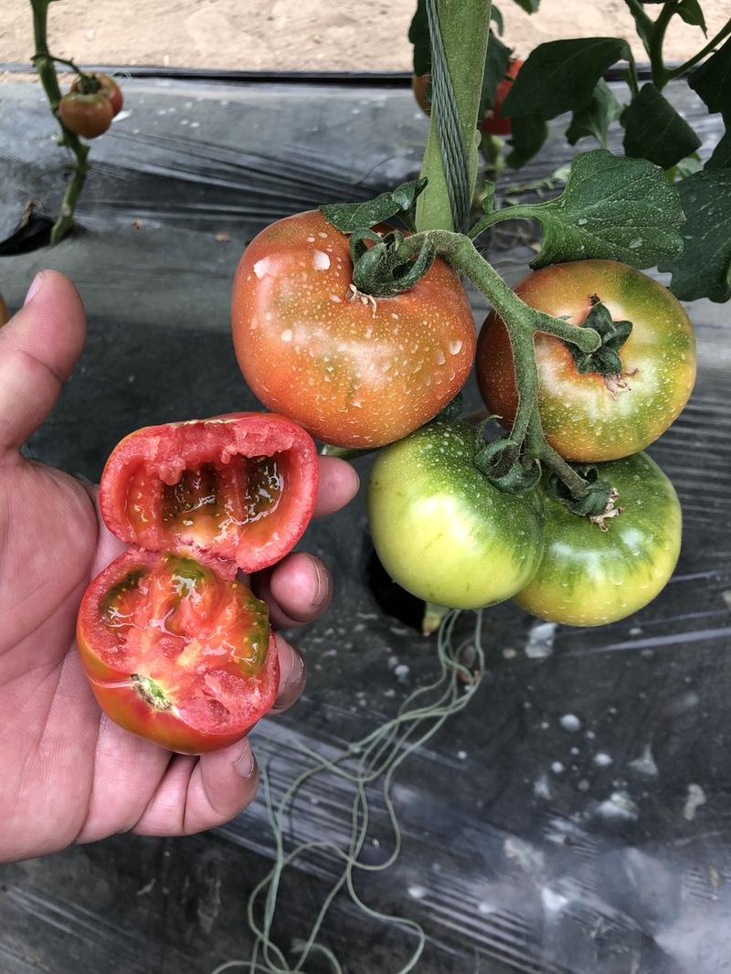草莓西红柿柿子种苗吉野一号口感西红柿采摘园