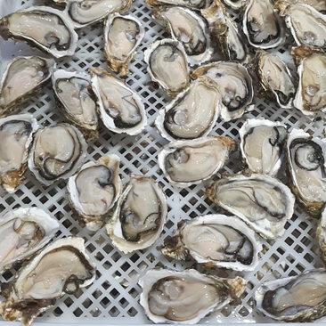 新鲜速冻半壳生蚝冻品牡蛎工厂直供全国发货