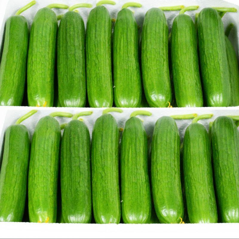 【精品水果黄瓜】山东菏水果黄瓜顶花带刺头茬黄瓜现摘现
