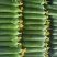【精品水果黄瓜】山东菏水果黄瓜顶花带刺头茬黄瓜现摘现