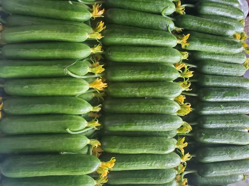 【精品水果黄瓜】山东菏水果黄瓜顶花带刺头茬黄瓜现摘现