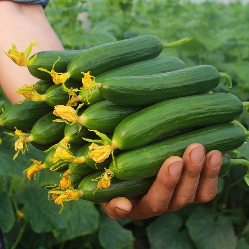 【精品水果黄瓜】山东菏水果黄瓜顶花带刺头茬黄瓜现摘现