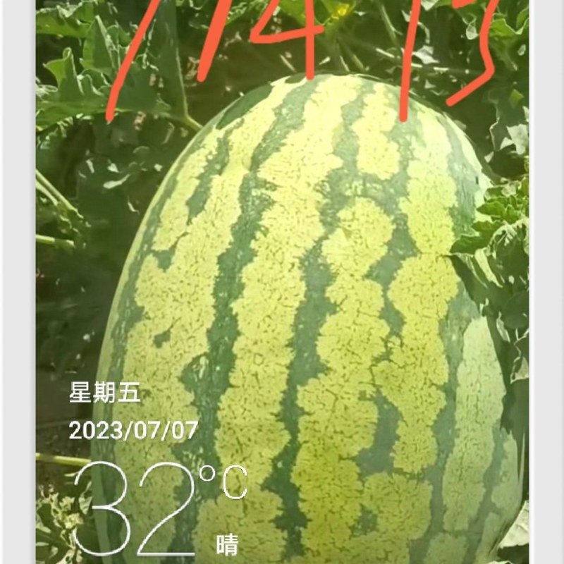 定边县白泥井镇沙地西瓜干沙瓤口感甜，