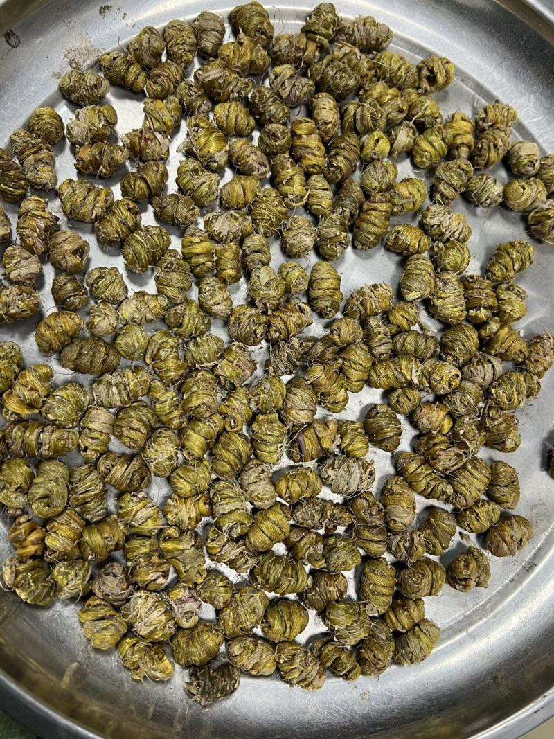 AA铁皮石斛粒
