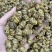 AA铁皮石斛粒