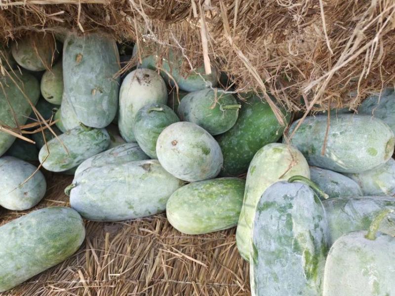 河南冬瓜开封冬瓜大量上市，货源充足价格美丽，水果冬瓜