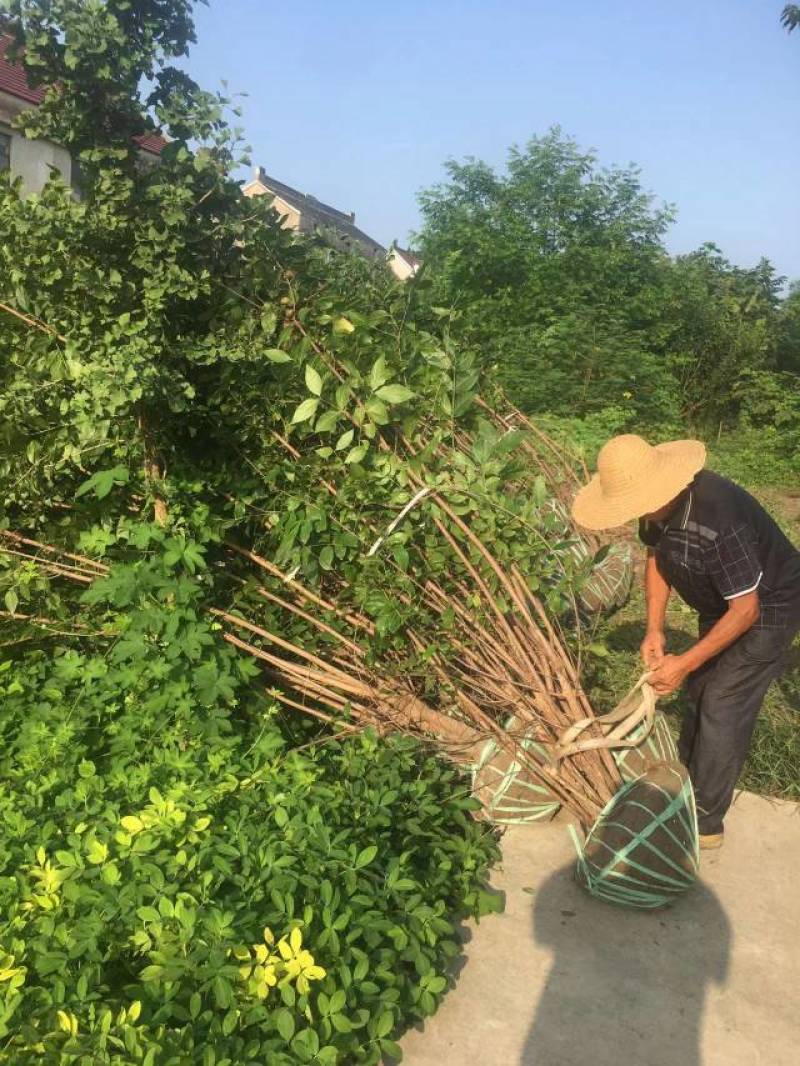 丛生腊梅单杆腊梅