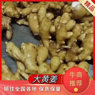 精品黄姜优质大黄姜品质好姜块大颜色好货源充足欢迎咨询