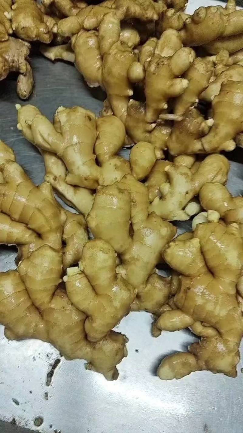 精品黄姜优质大黄姜品质好姜块大颜色好货源充足欢迎咨询