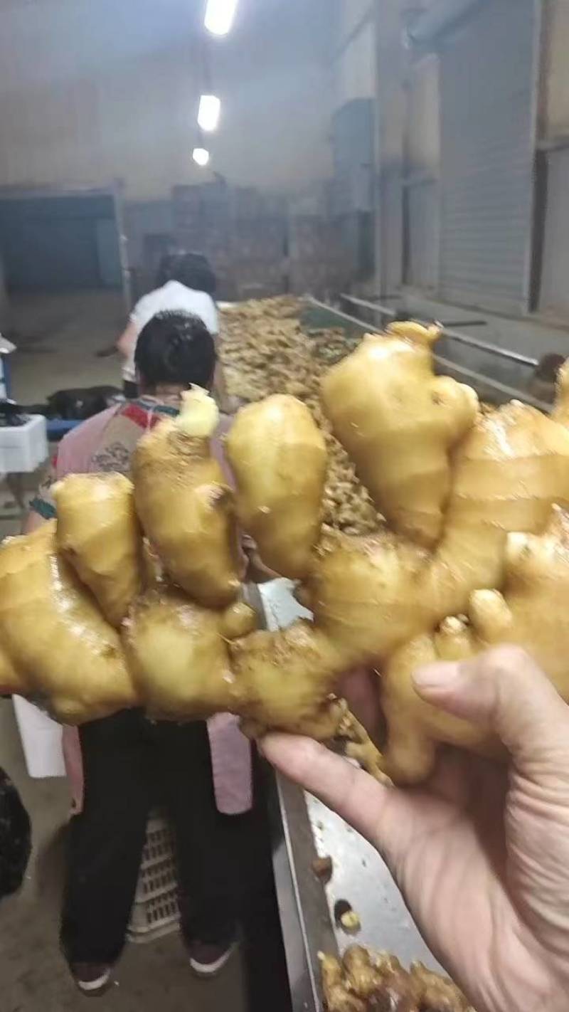 精品黄姜优质大黄姜品质好姜块大颜色好货源充足欢迎咨询