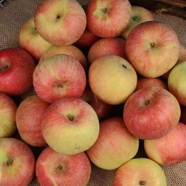 辽宁苹果精品小国光苹果大量上市产地直供量大从优