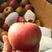 辽宁苹果精品小国光苹果大量上市产地直供量大从优