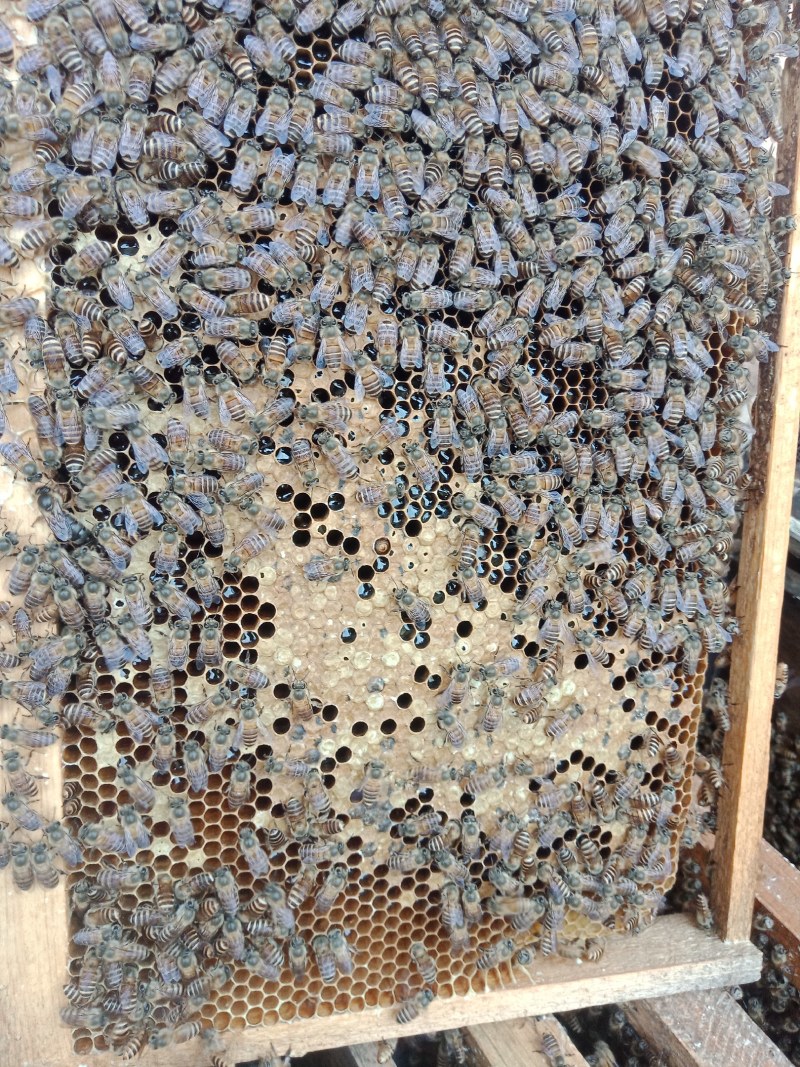 四至六脾规格的中蜂带蜜群，每脾不少于二点五斤蜜。