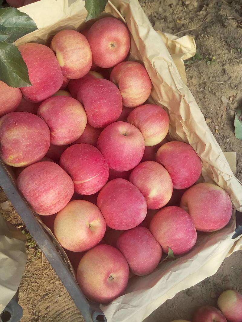 辽宁苹果精品寒富苹果大量上市口感脆甜量大从优