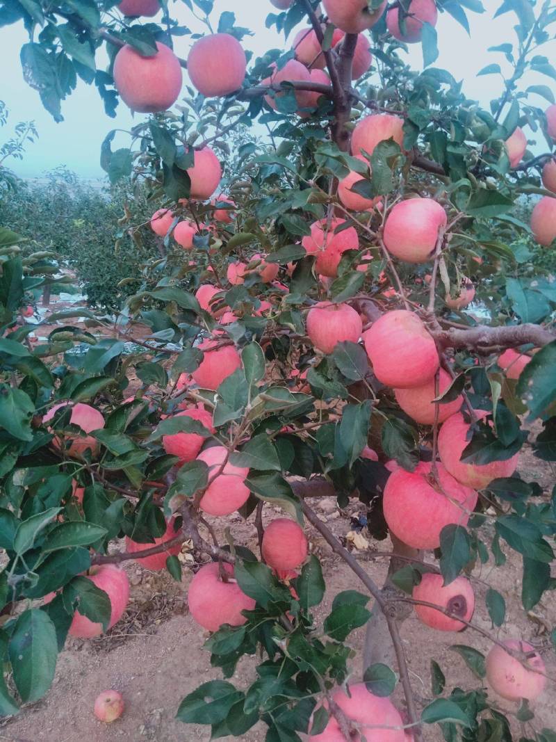 辽宁苹果精品寒富苹果大量上市口感脆甜量大从优