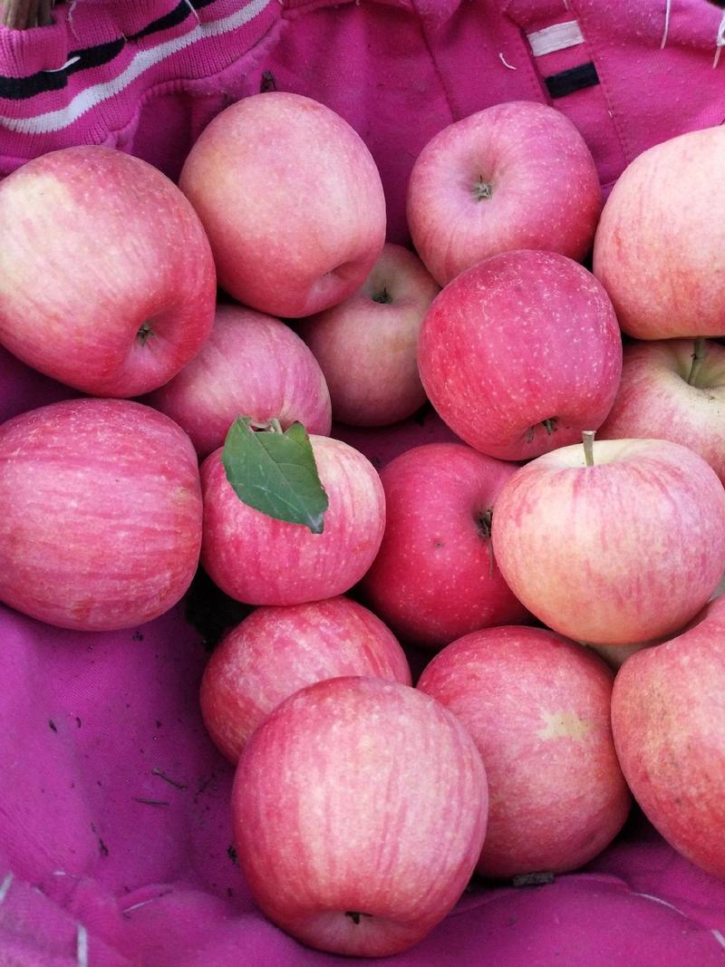 辽宁苹果精品寒富苹果大量上市口感脆甜量大从优