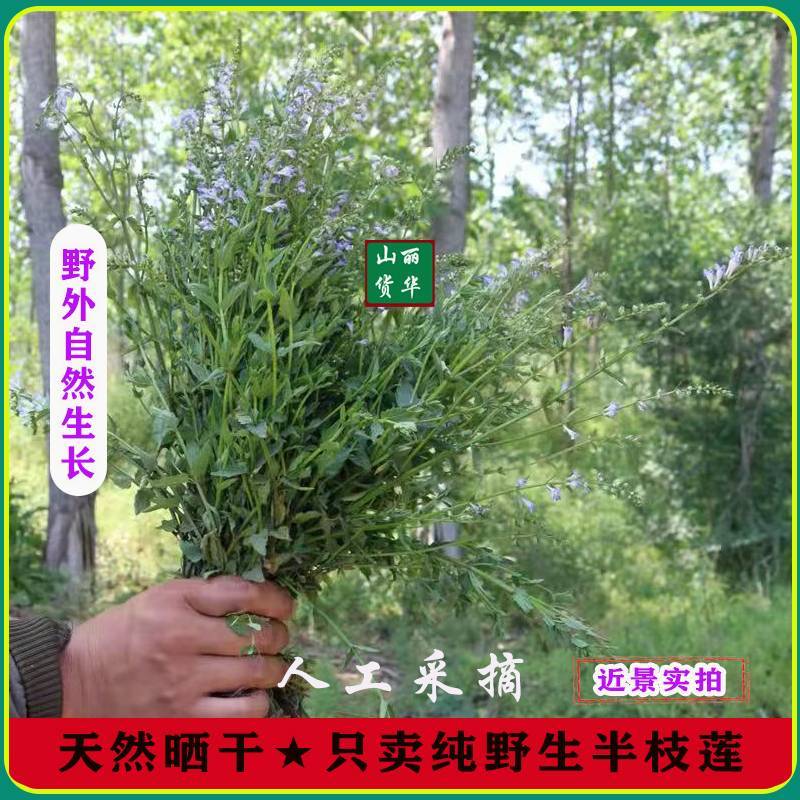 半枝莲野生整株全草晒干带根带花天然并头草韩信草中药材批发