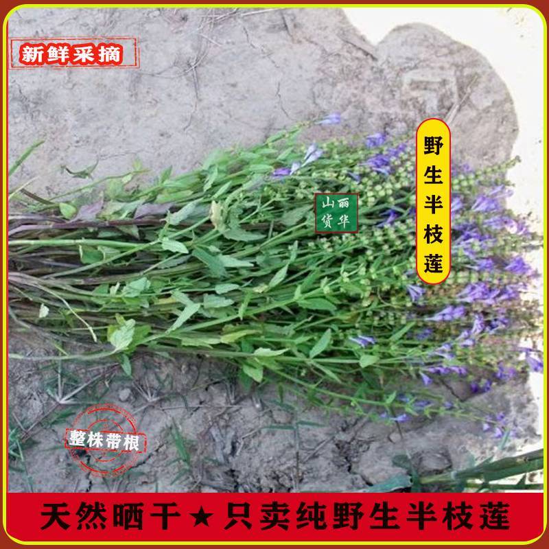 半枝莲野生整株全草晒干带根带花天然并头草韩信草中药材批发