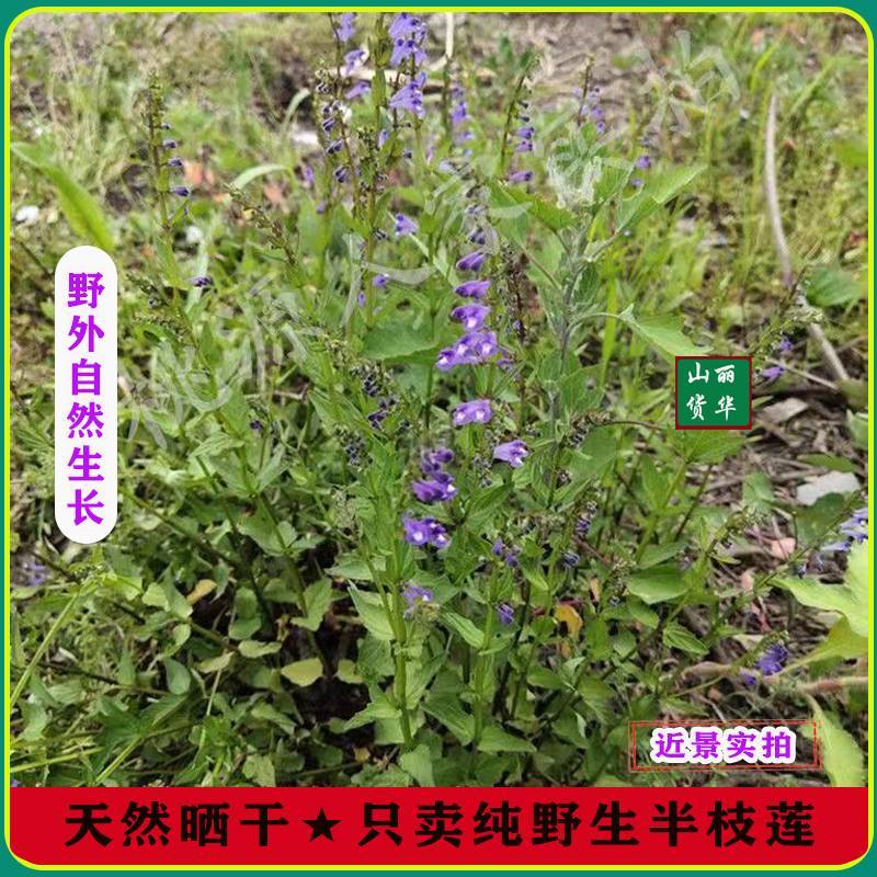 半枝莲野生整株全草晒干带根带花天然并头草韩信草中药材批发