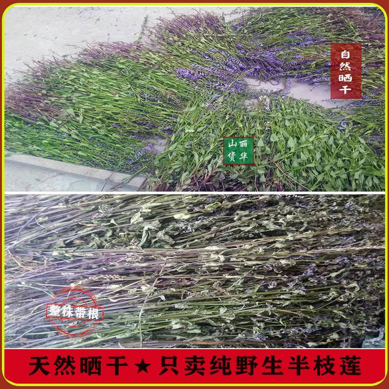 半枝莲野生整株全草晒干带根带花天然并头草韩信草中药材批发