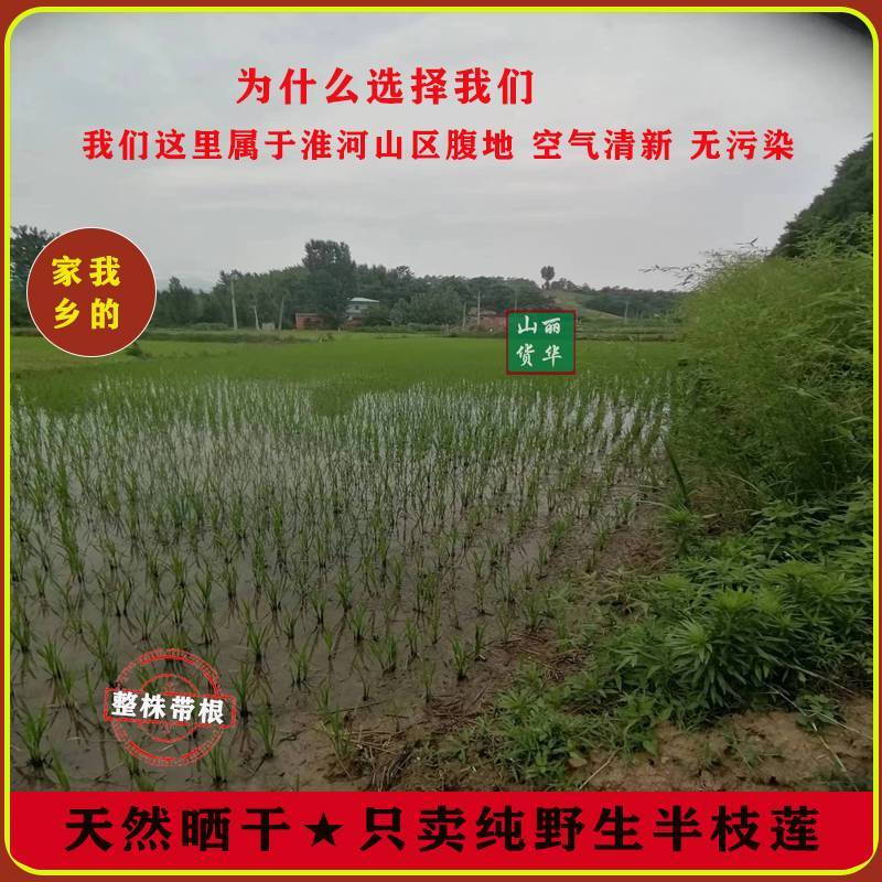 半枝莲野生整株全草晒干带根带花天然并头草韩信草中药材批发